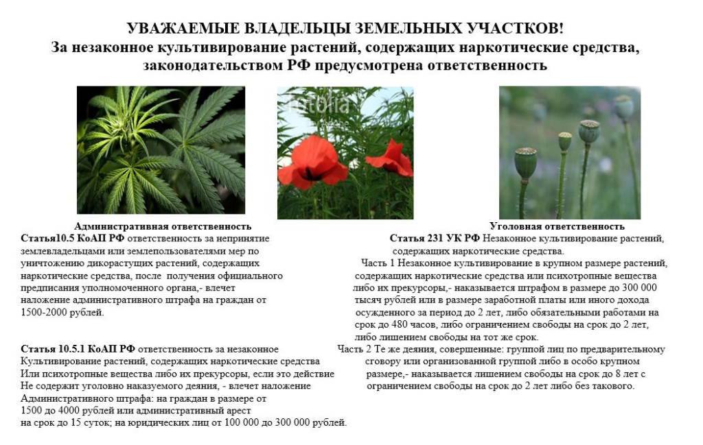 За незаконное культивирование растений, содержащих наркотические средства, законодательством РФ предусмотрена ответственность